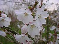 pr inc the bride.JPG